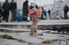 聚焦宠物领养难题：如何应对“甜蜜